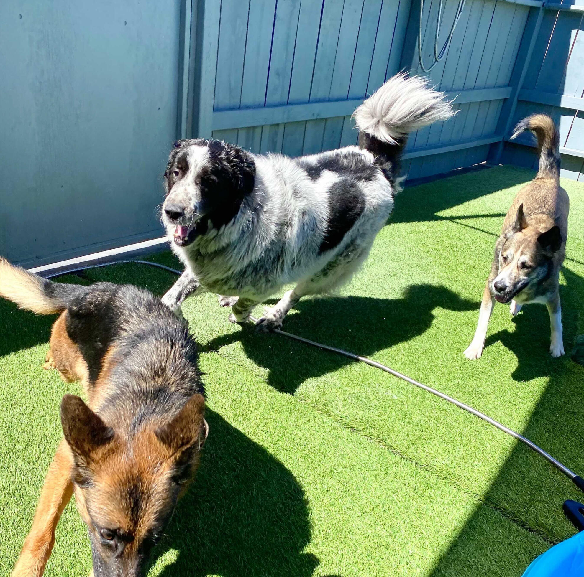 Balanced Dog Training